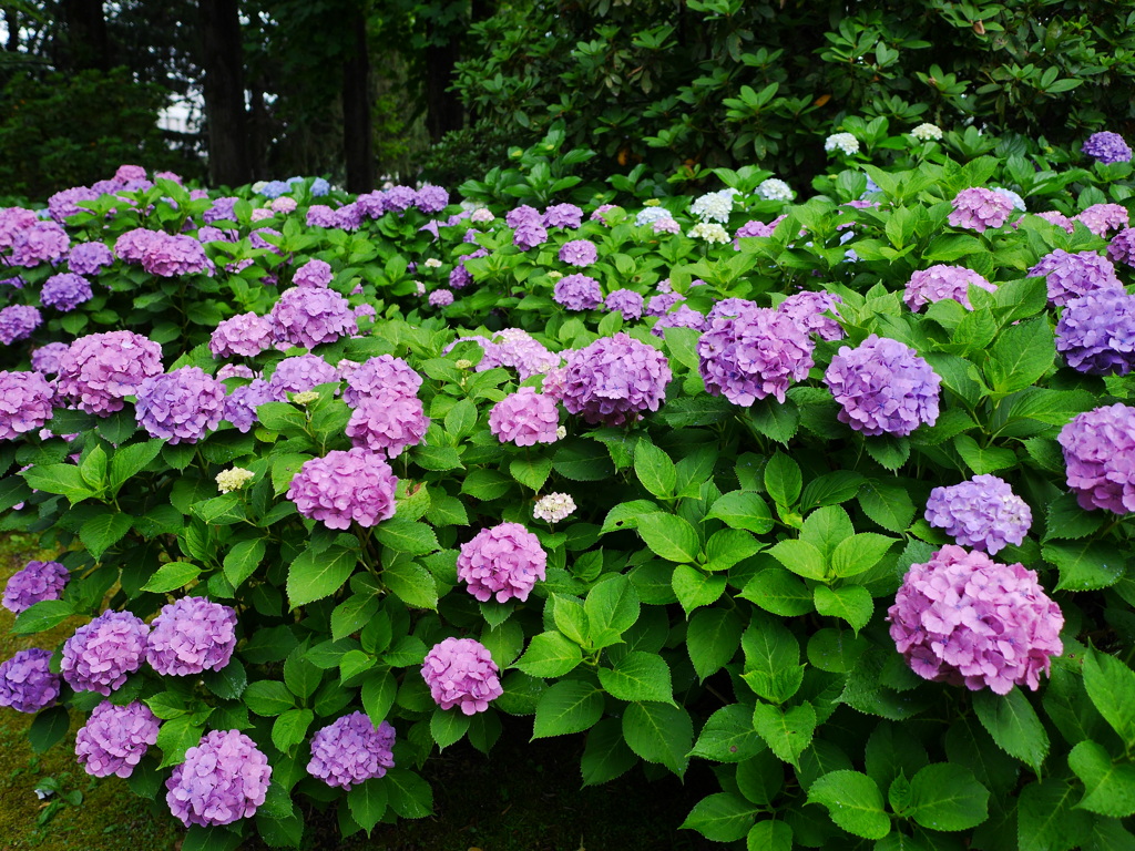花 2006262