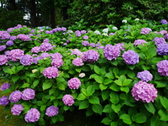 花 2006262