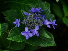花 20062313