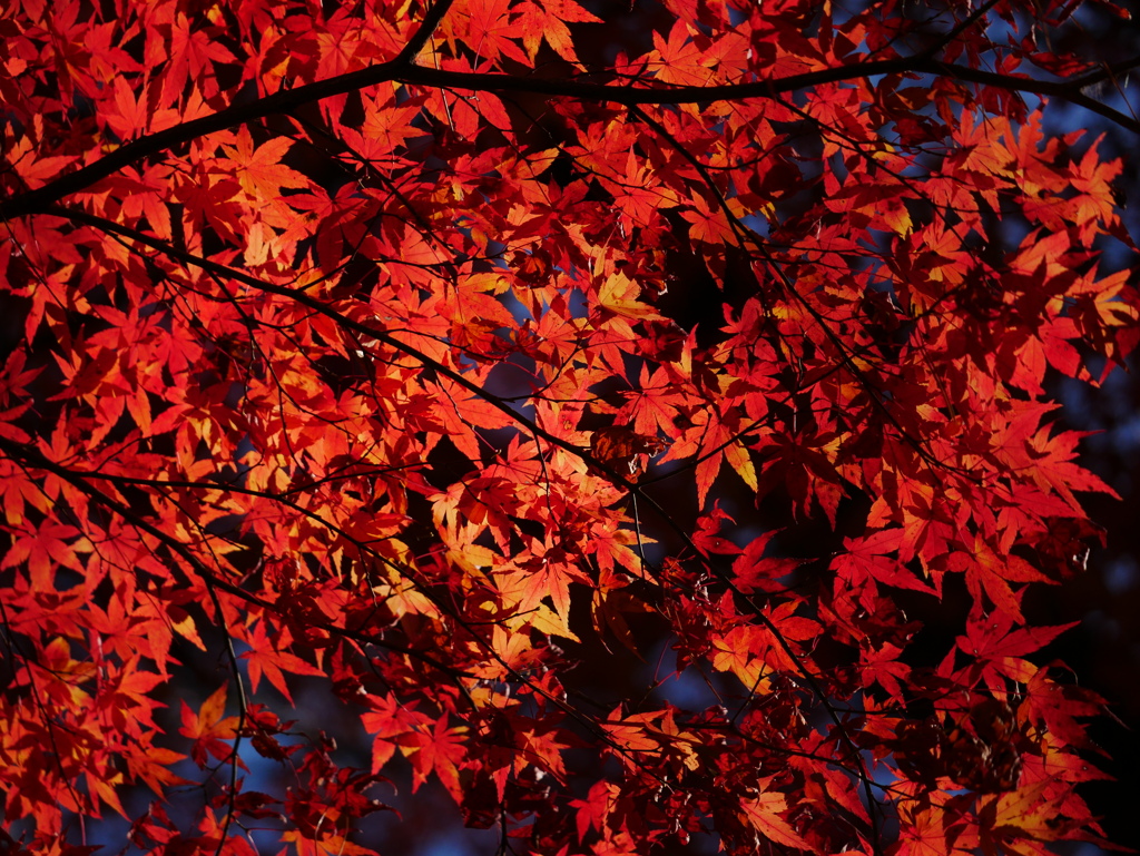 20113012