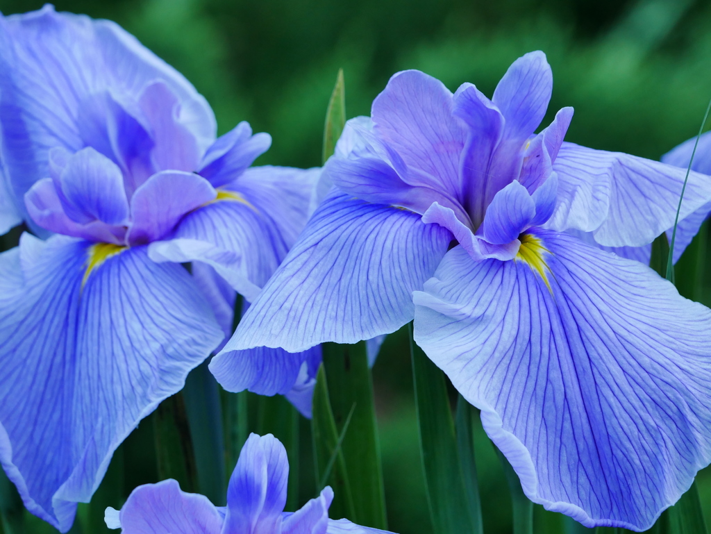 花2006174