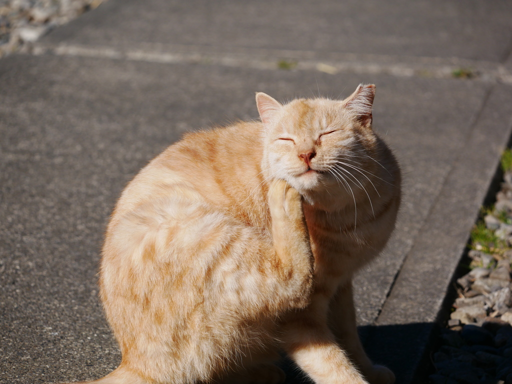 猫 19122910