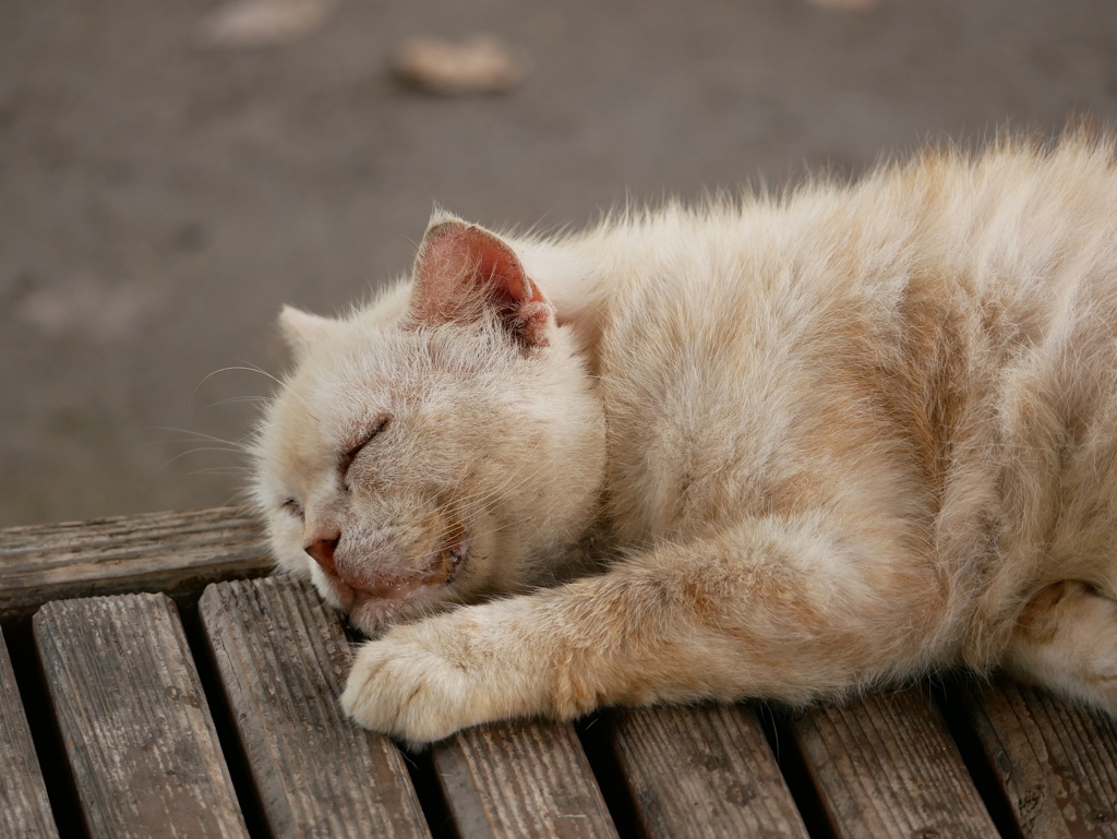 猫 20071013