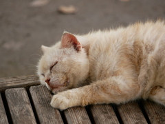 猫 20071013