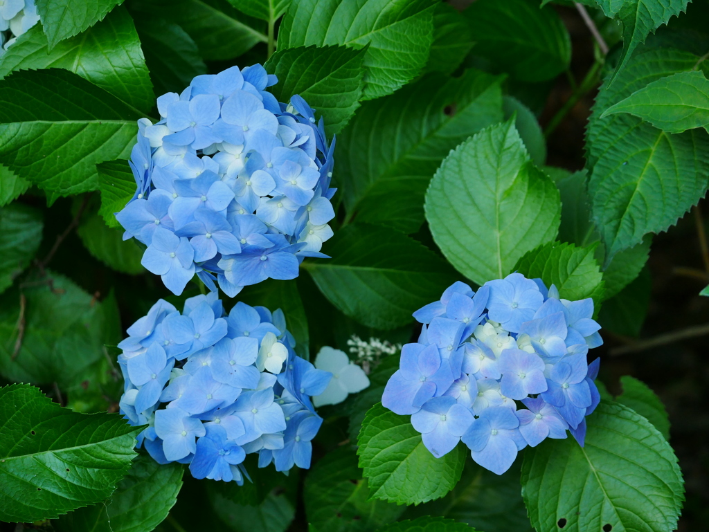 花20061711