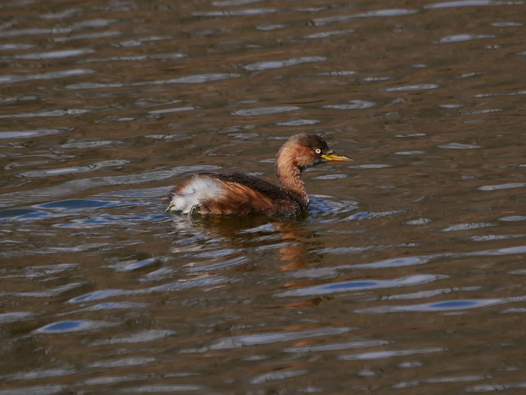 カイツブリ 2003161