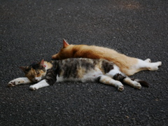 猫 20080413
