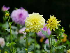 花 20073111