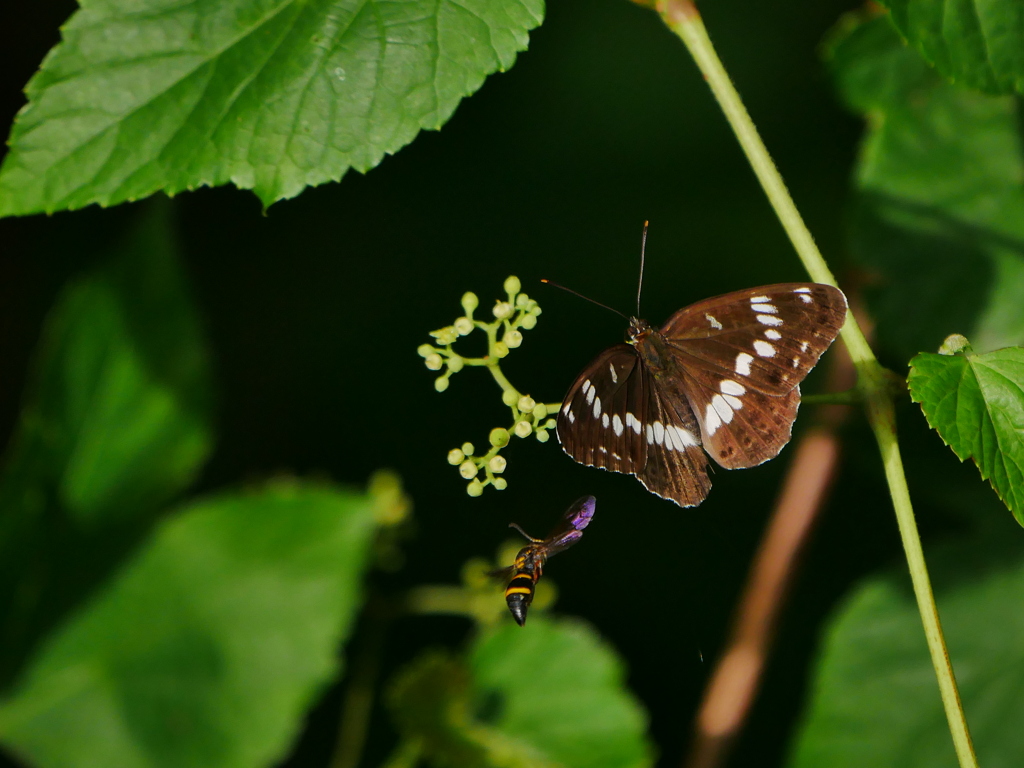 昆虫 20070082