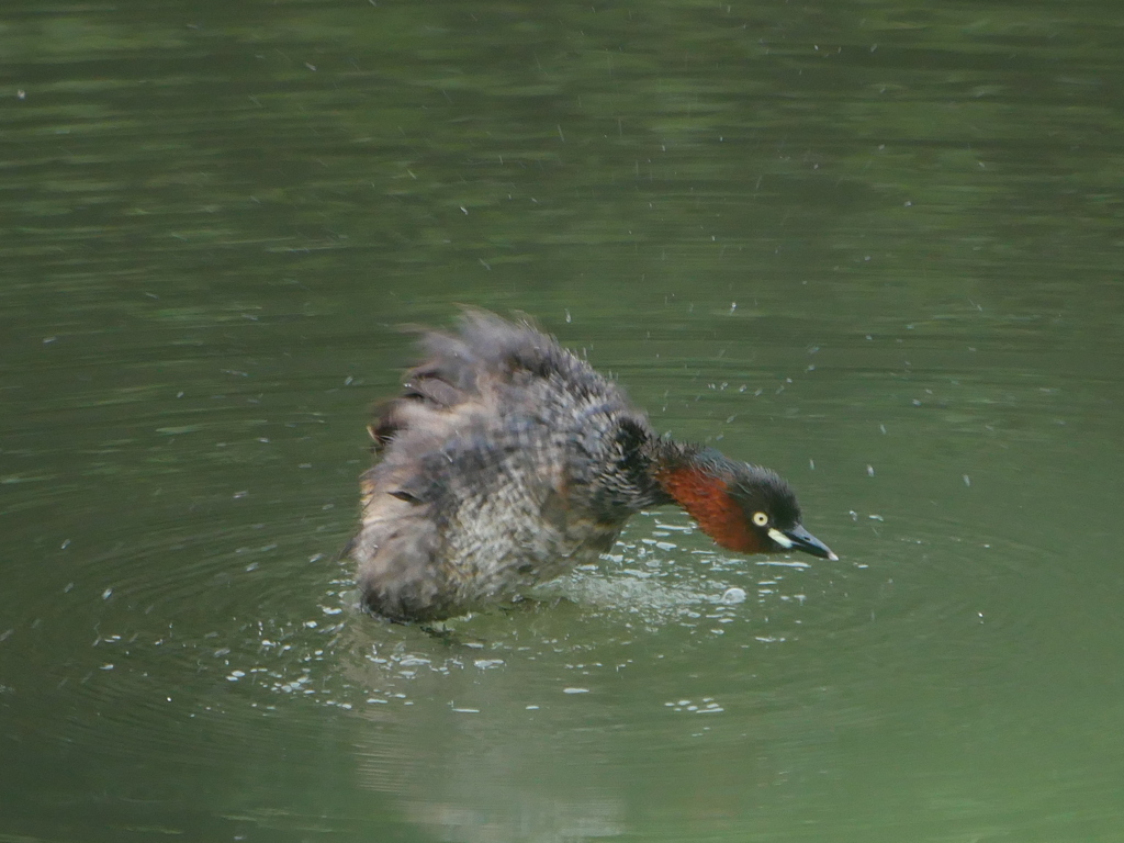 カイツブリ 2007153