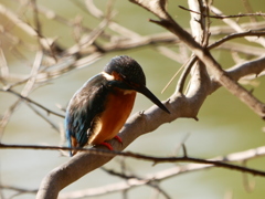 20113016