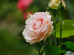 花 20052112