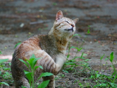 猫 2005118