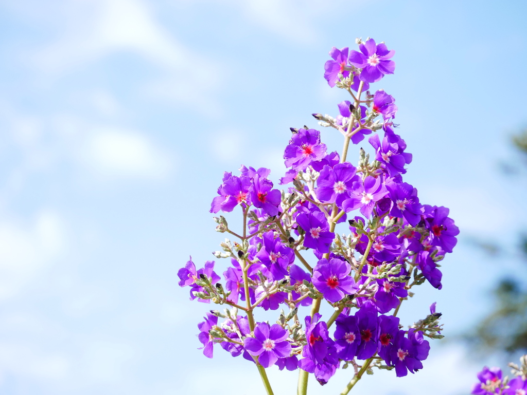 花 2009082
