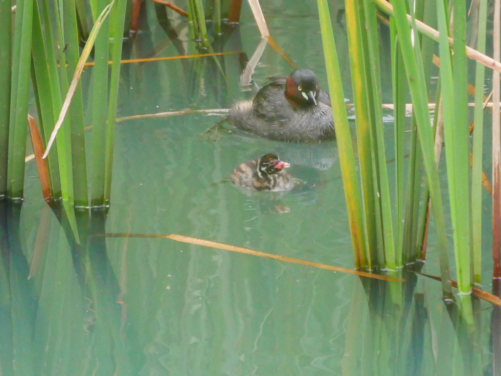 カイツブリ 2007151
