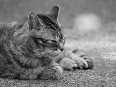猫 2005114