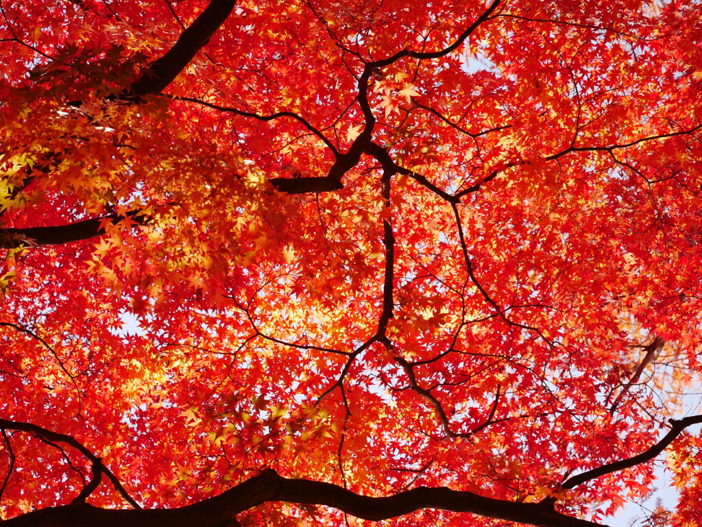 紅葉 181256