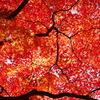 紅葉 181256