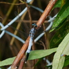 昆虫 2008245