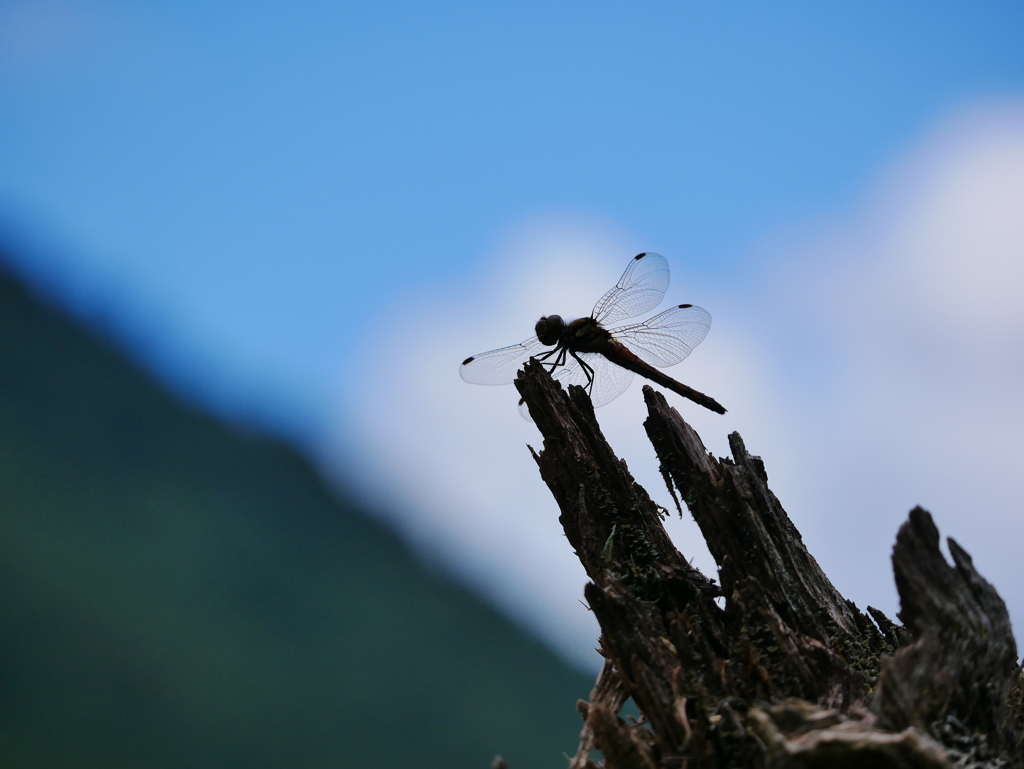 昆虫 2008285