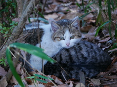 猫 20021014