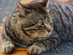 猫 2003097