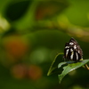 昆虫 2005052