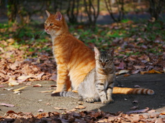 20102715