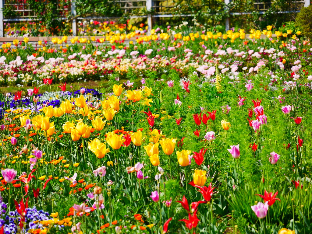 チューリップ 20042512