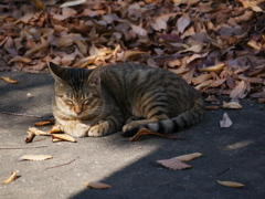 2010271