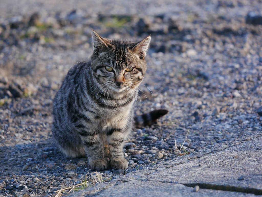 猫 1912151