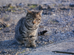 猫 1912151