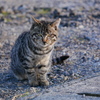 猫 1912151