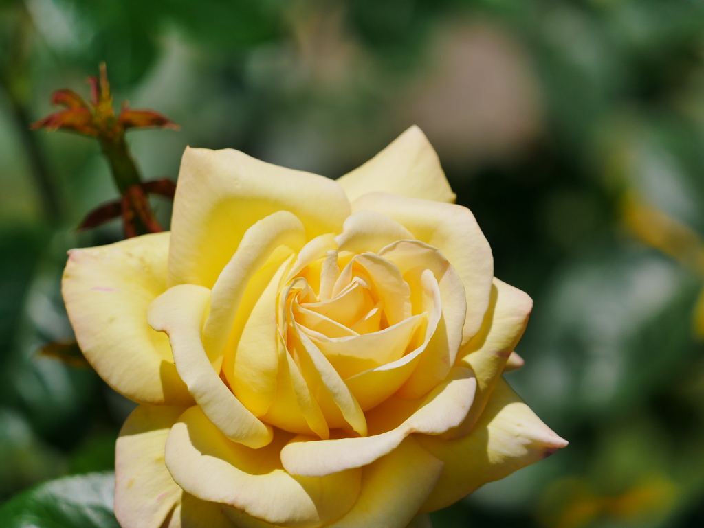 花 2006155