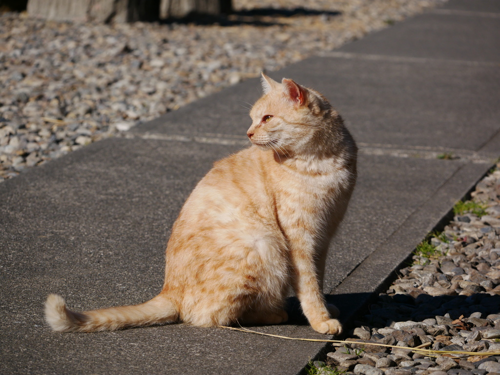 猫 19122911