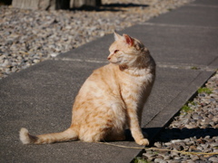 猫 19122911
