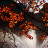 紅葉 1812212