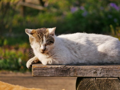 猫 2003236