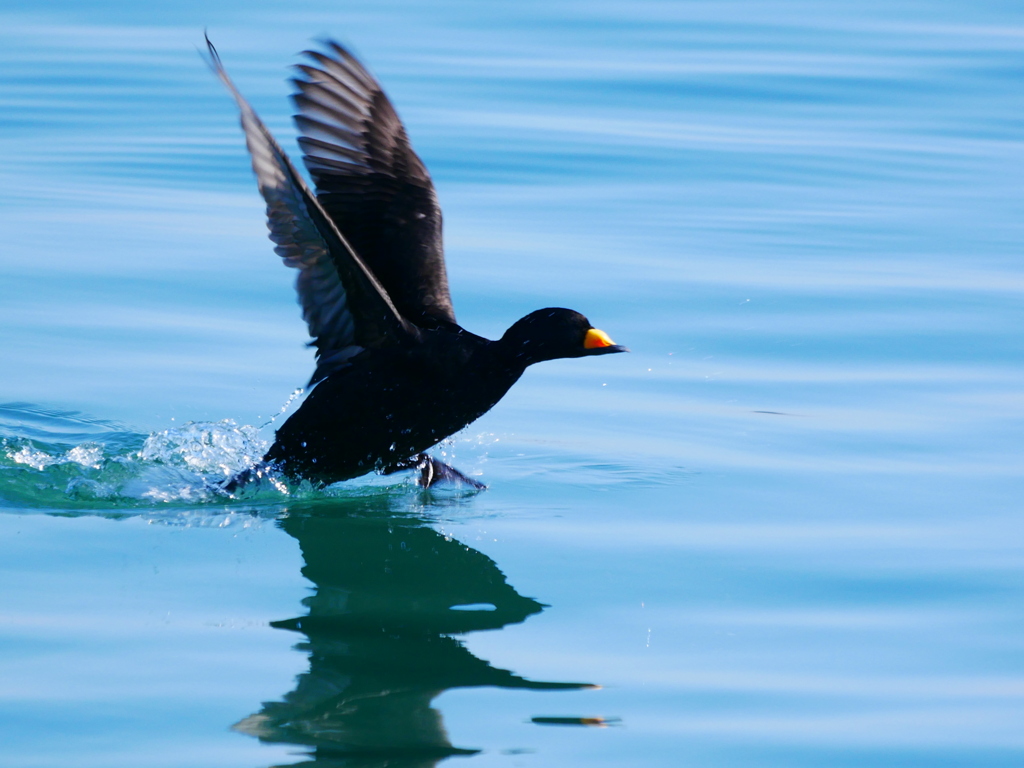 クロガモ 2001202