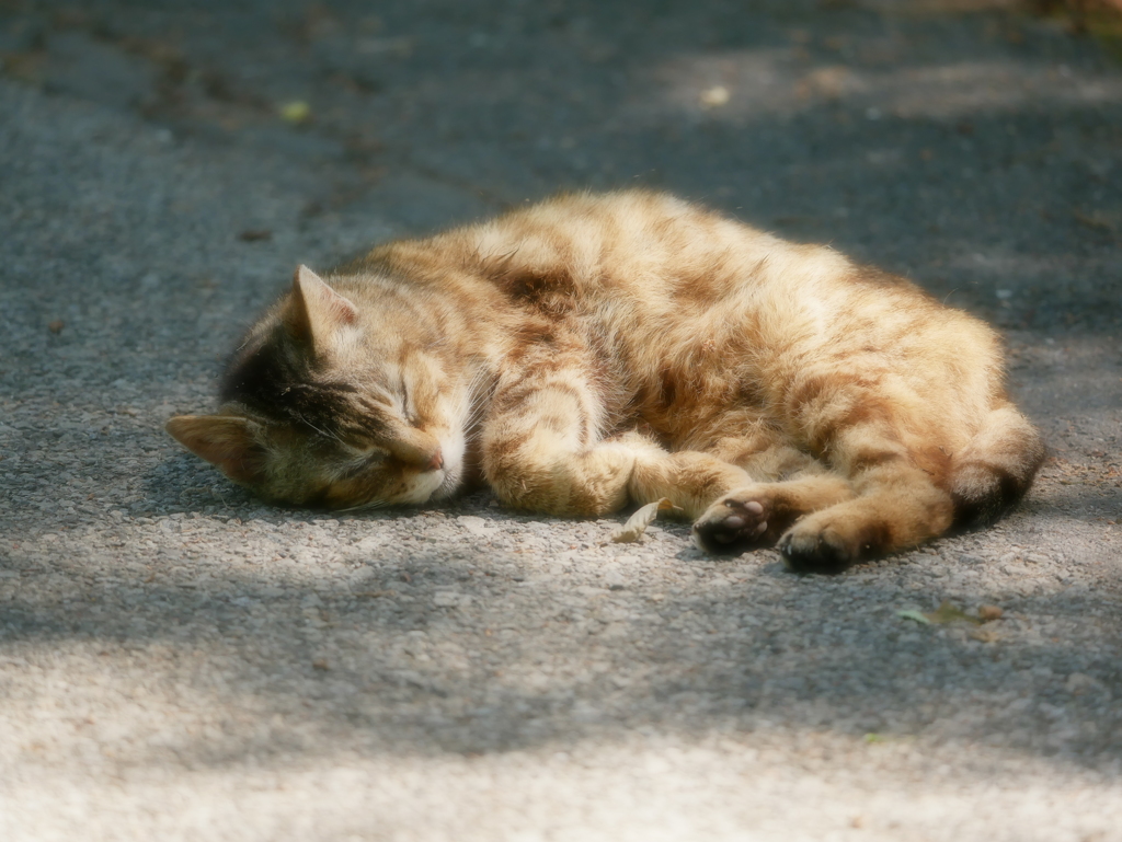 猫 2005116