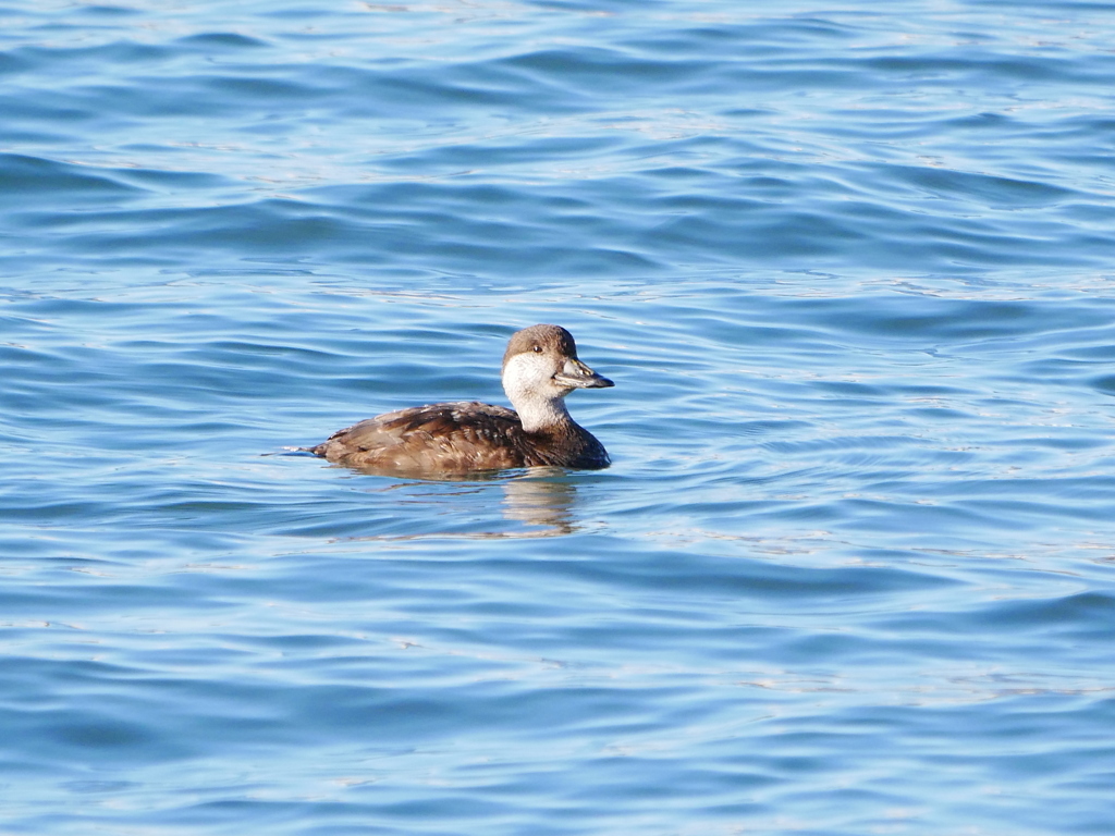 クロガモ 2002281
