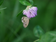 昆虫 20070083