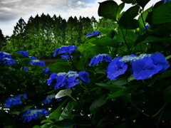 花 2006266