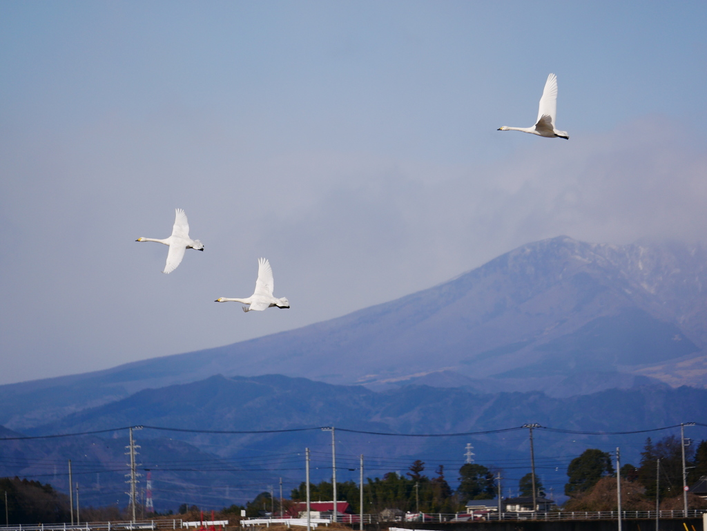 ハクチョウ 2001315