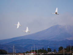 ハクチョウ 2001315