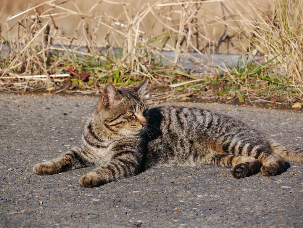 猫 2001301