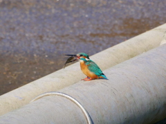 カワセミ 2002072