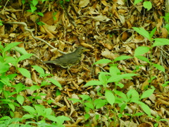 クロツグミ 2005141