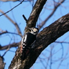 アカゲラ 2002042