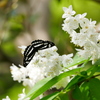 昆虫 2005051